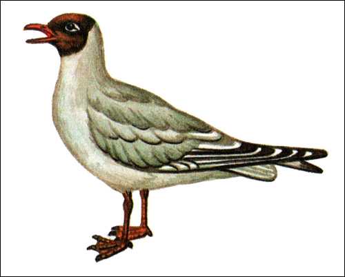 Озерная чайка, обыкновенная чайка (Larus ridibundus), Рисунок картинка птицы