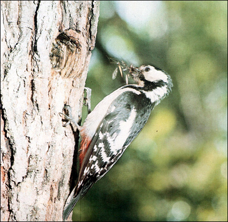 Большой пестрый дятел (Dendrocopos major), Фото фотография картинка птицы