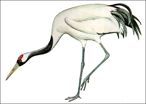 Японский журавль (Grus japonensis), Картинка рисунок птицы