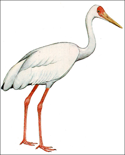 Стерх, белый журавль (Grus leucogeranus), Рисунок картинка птицы