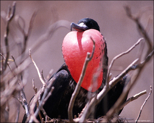 Фрегат великолепный (Fregata magnificens), Фото фотография картинка птицы