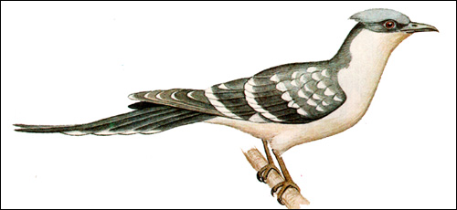 Хохлатая кукушка (Clamator glandarius), Рисунок картинка птицы