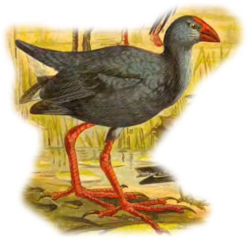 Султанка (Porphyrio porphyrid), Рисунок картинка птицы