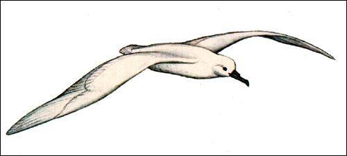 Снежный буревестник (Pagodroma nivea), Рисунок картика птицы