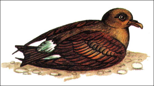 Северная качурка (Oceanodroma leucorhoa), Рисунок фотография птицы