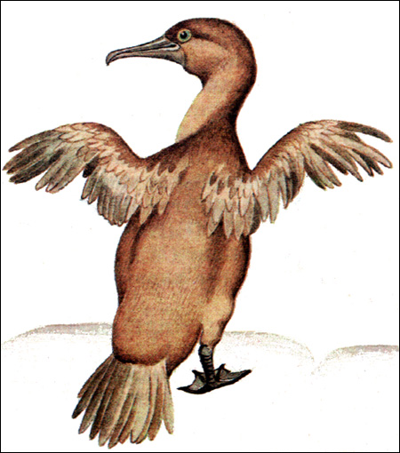 Галапагосский баклан (Nannopterum harrisi), Рисунок картинка птицы