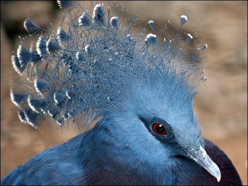 Венценосный голубь, Фото фотография картинка птицы