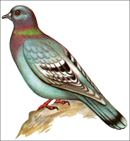 Дикий сизый голубь (Columba livia), Рисунок картинка птицы