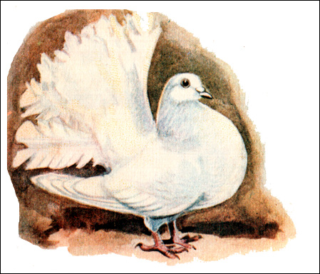 Белый декоративный голубь, Рисунок картинка птицы