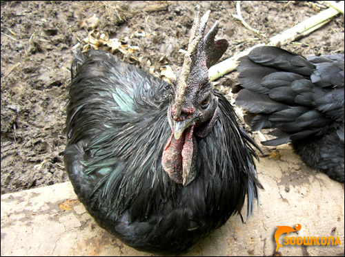 Черный петух, приготовленный для жертвоприношения. о. Бали, Фото фотография картинка птицы