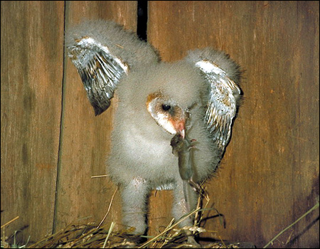 Пуховой птенец сипухи?, Фото фотография птицы картинка