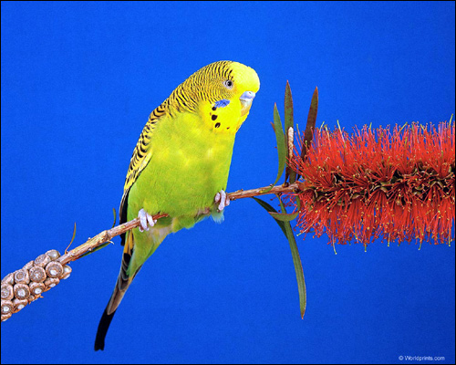 Волнистый попугай (Melopsittacus undulatus), Фото фотография картинка птицы