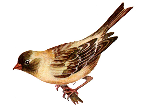 Цветная канарейка (Serinus canaria), Рисунок картинка птицы