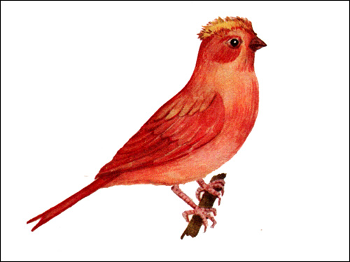 Цветная канарейка, Рисунок картинка птицы