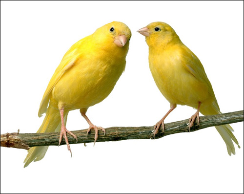 Канарейки, Фото фотография картинка птицы